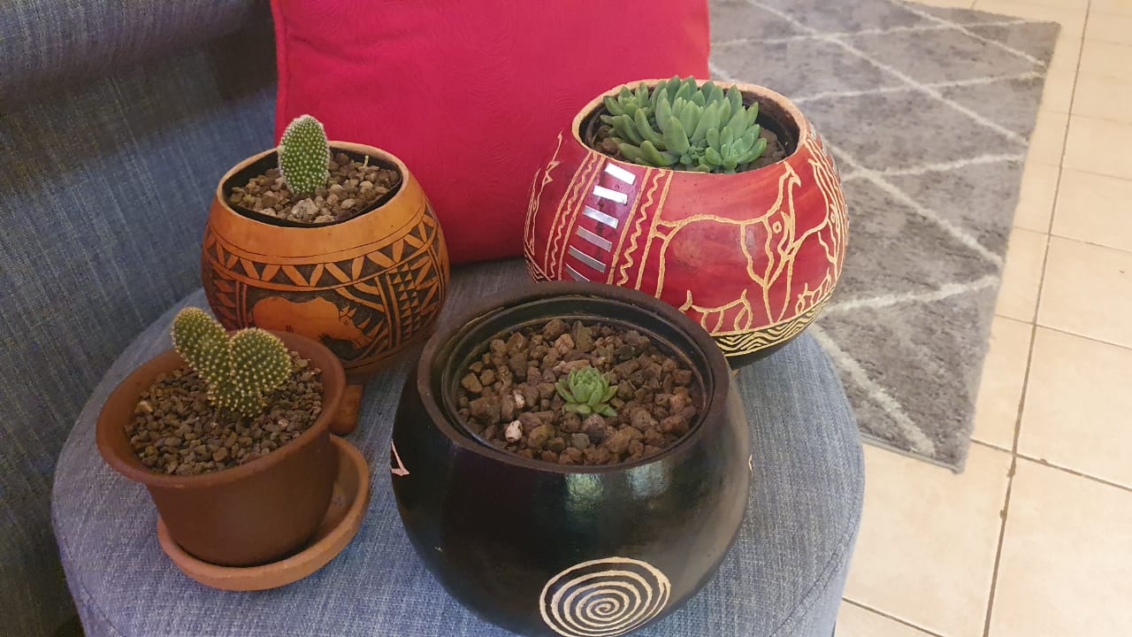 Elephant Gourd Planter (Medium) with Succulent