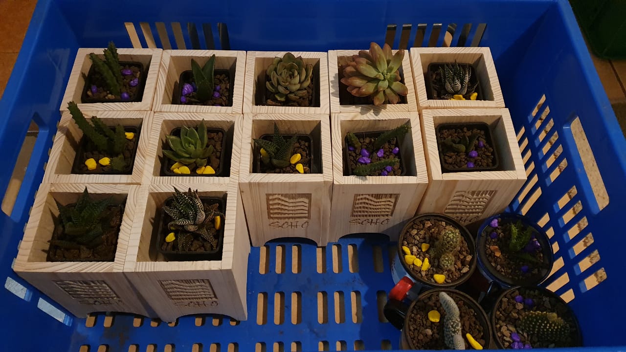 Branded Wooden Planter with Succulent, wooden planters, affordable planters, planters